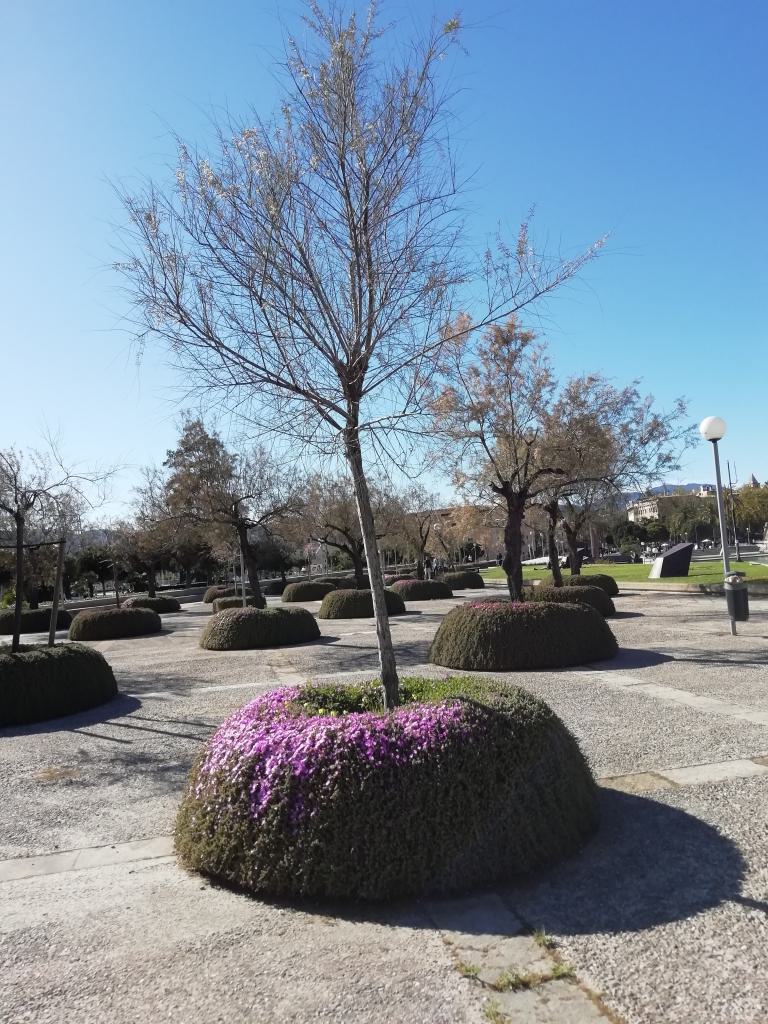 Árbol con bufanda en la avenida de Adolfo Suárez, en el parque inferior de la catedral